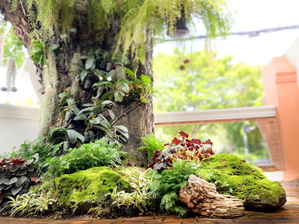 Big Tree Old Town Hotel - Resim 8