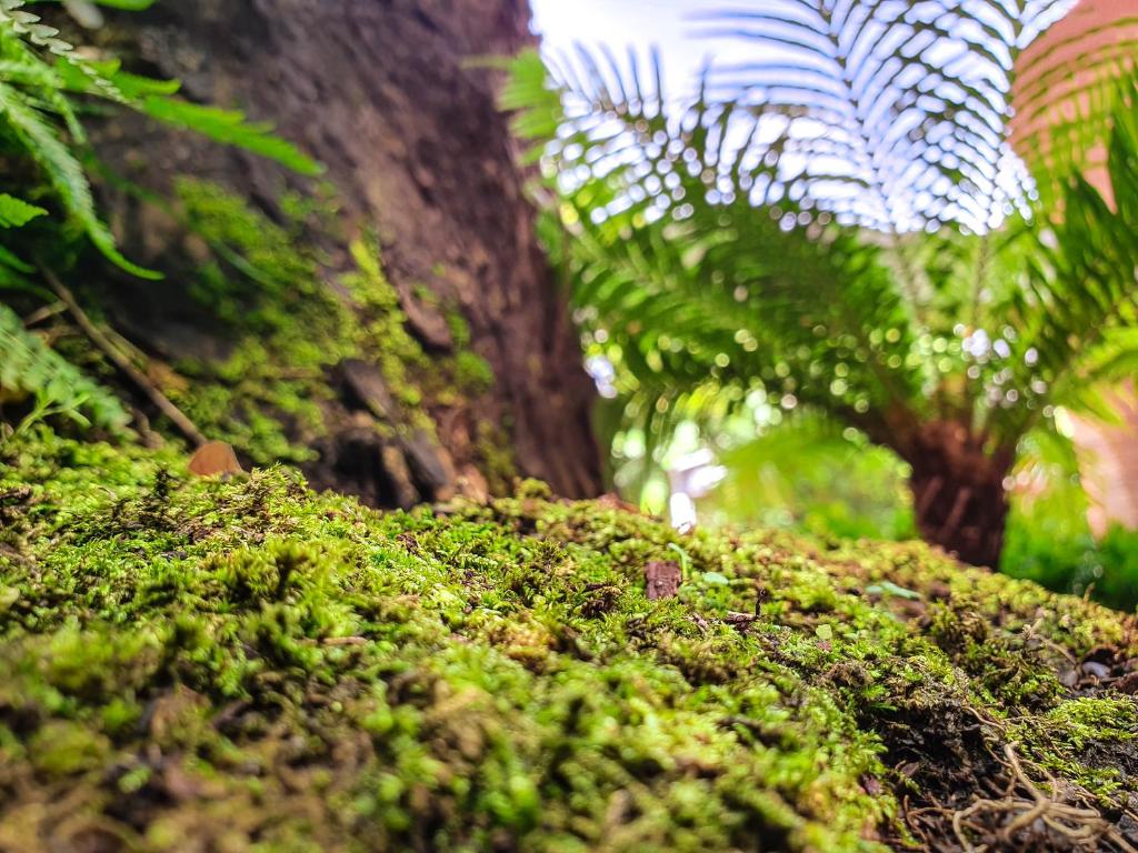 Big Tree Old Town Hotel - Resim 10