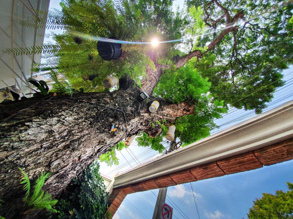 Big Tree Old Town Hotel - Resim 11