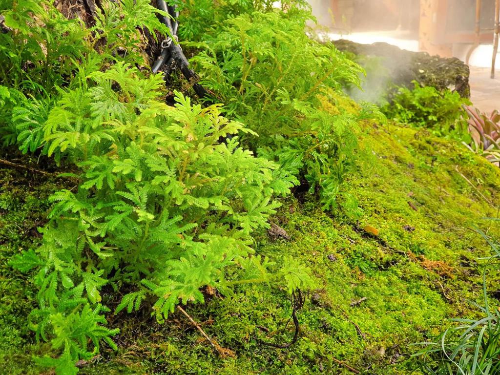 Big Tree Old Town Hotel - Resim 15