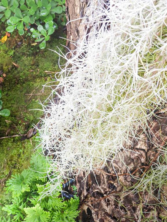 Big Tree Old Town Hotel - Resim 16