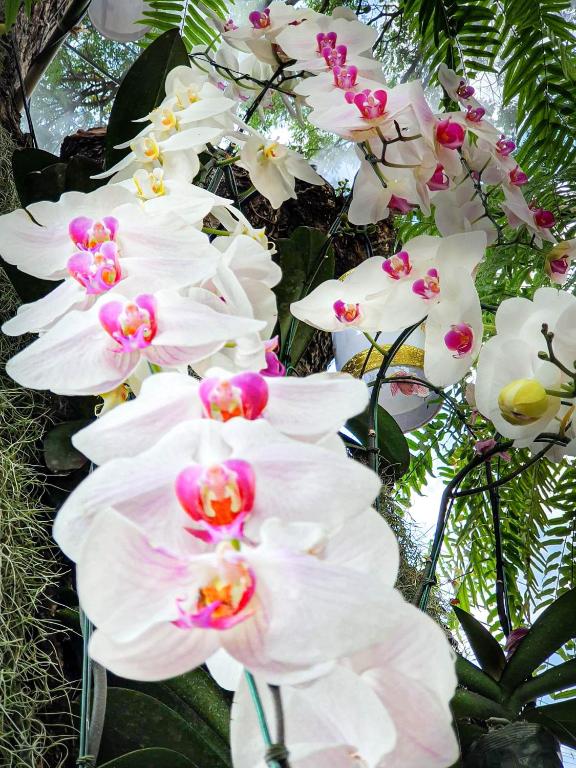 Big Tree Old Town Hotel - Resim 17