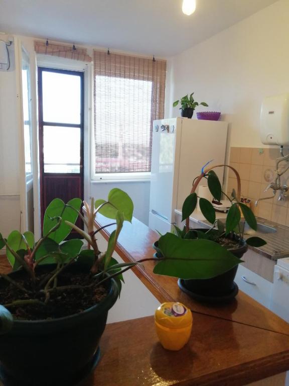 Foto dalla galleria di Apartman KIKA a Sombor
