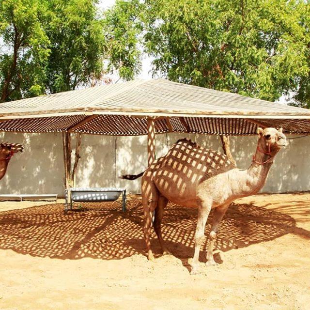 Daraysh Hotel - Resim 42