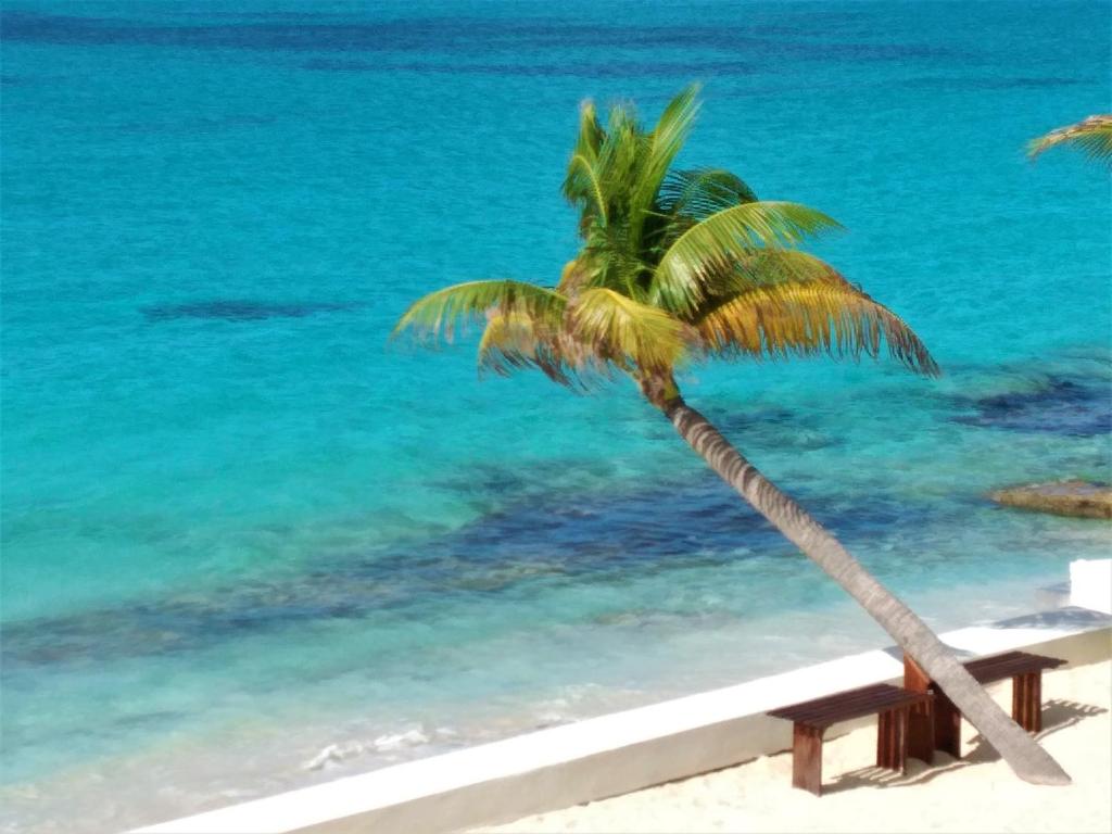 a palm tree on a beach with a bench at The Horny Toad Guest House in Simpson Bay