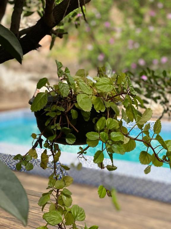 Bazén v ubytování Hotel Boutique Hacienda Guadalupe nebo v jeho okolí