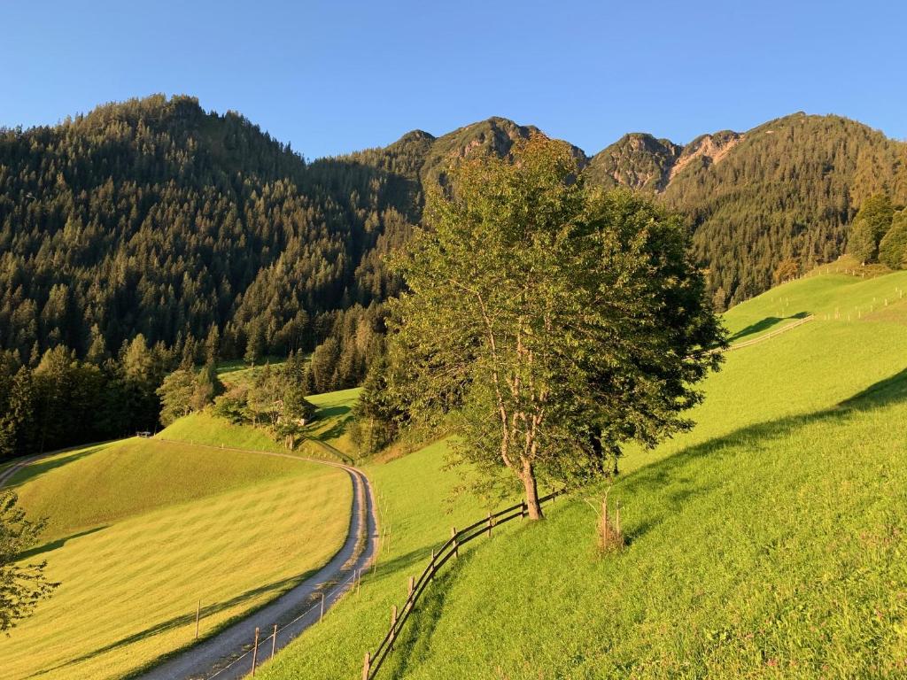 a tree on the side of a hill with a road at Tradlhof in Thierbach