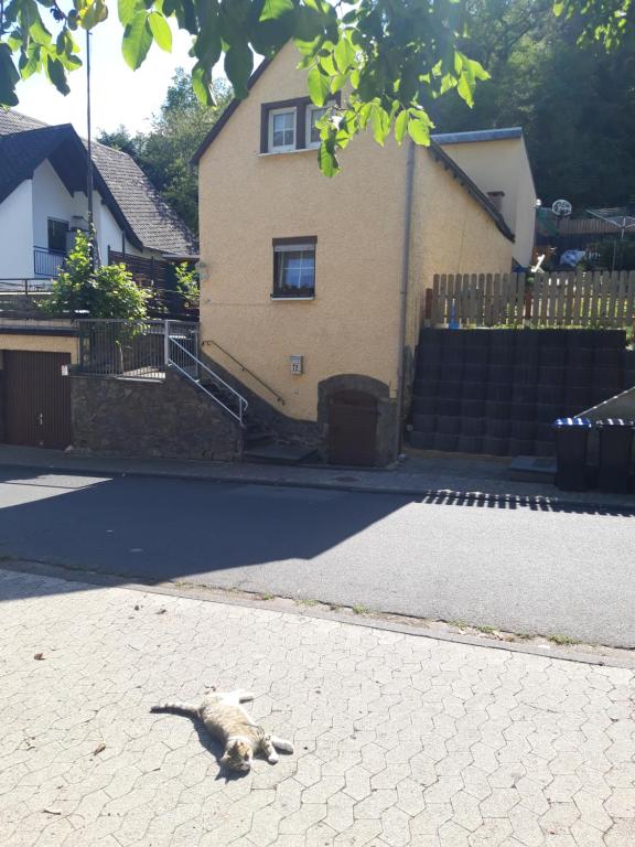 a cat laying on the street in front of a house at Apartment museum in Kobern-Gondorf