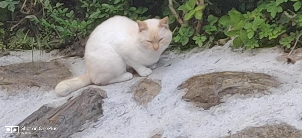 Animal ou animaux domestique(s) séjournant avec des clients dans l'établissement Casa Andreea