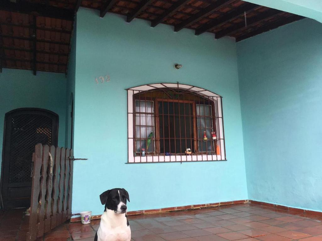 un chien noir et blanc assis devant un mur bleu dans l'établissement Casa Próximo Centro Itanhaém, à Itanhaém