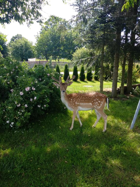 Fotografia z galérie ubytovania Apartamenty Las i Woda v destinácii Mezowo