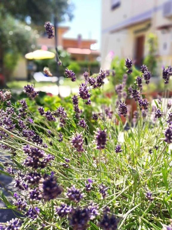 Ogród w obiekcie A casa di Iole
