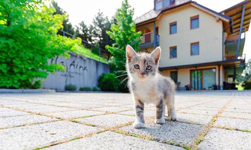 Animal sau animale de companie care stau la Villa Aina Boutique Hotel