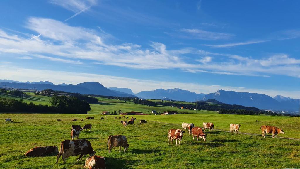 a herd of cows grazing in a green field at Idyllische Designer-Apartments am Bio-Bauernhof in SalzburgerSeenland Schmiding 10 in Seekirchen am Wallersee