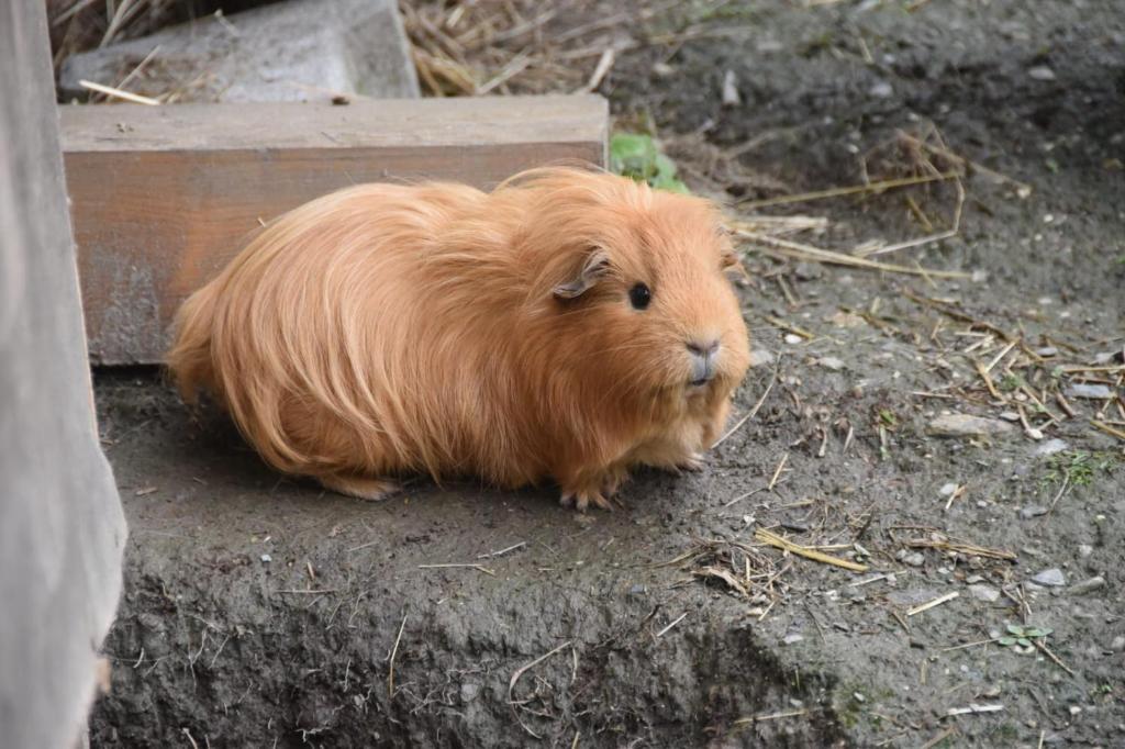Zvířata v penzionu nebo okolí