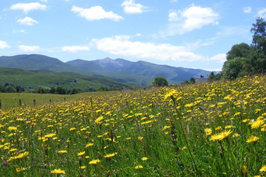a field of yellow flowers with mountains in the background at Cul Darach Lodge, Glen Roy Nature Reserve in Roybridge