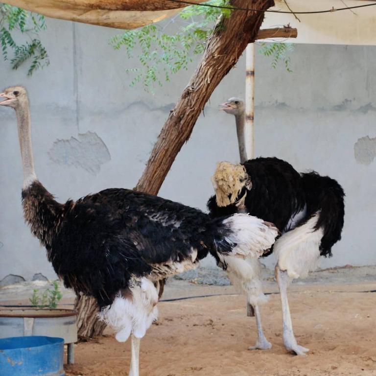 Daraysh Hotel - Resim 35