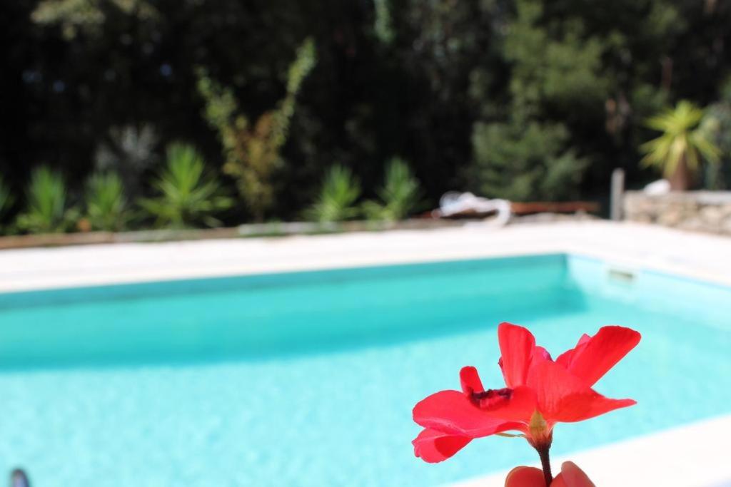 a red flower sitting next to a swimming pool at Bosque dos Amieiros in Marco de Canaveses