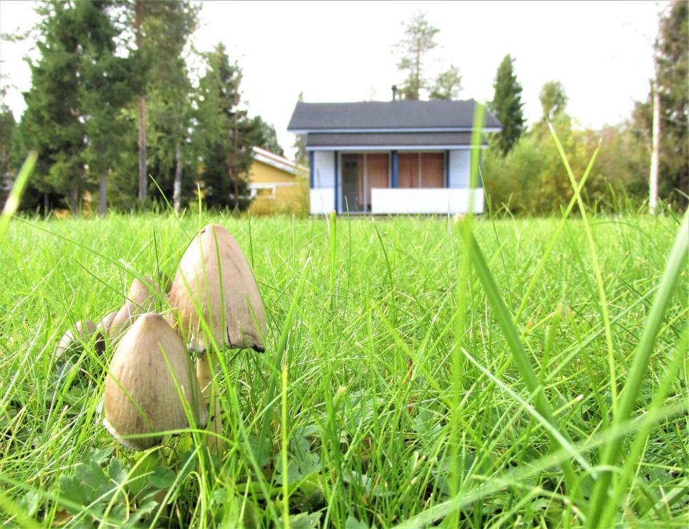 Zahrada ubytování Scandinavian Dream Cottages Vikajarvi- Rovaniemi