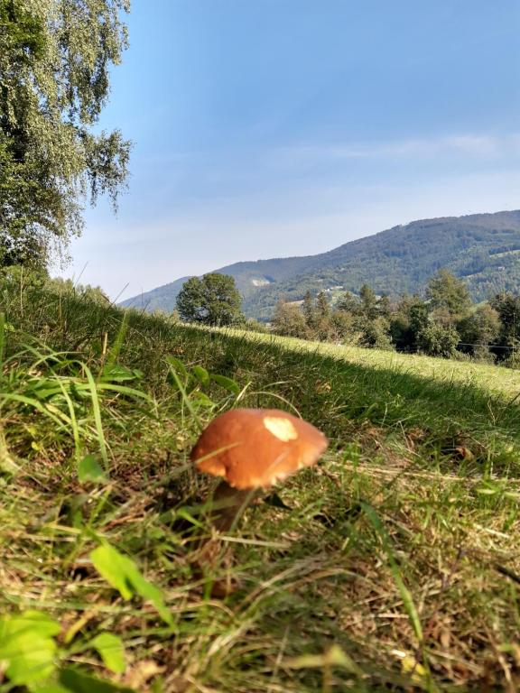 Príroda v okolí apartmánu
