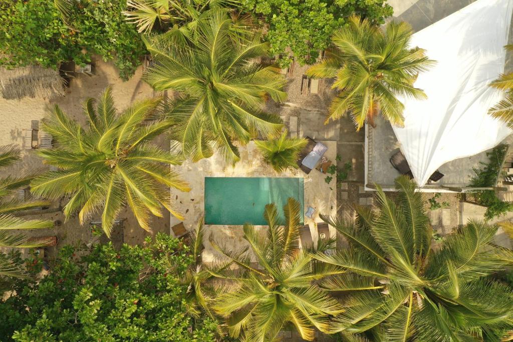 an overhead view of a swimming pool and palm trees at Casa Coraje in Palomino