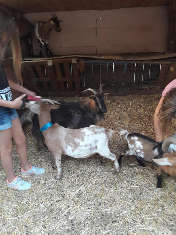 Zvířata v penzionu nebo okolí