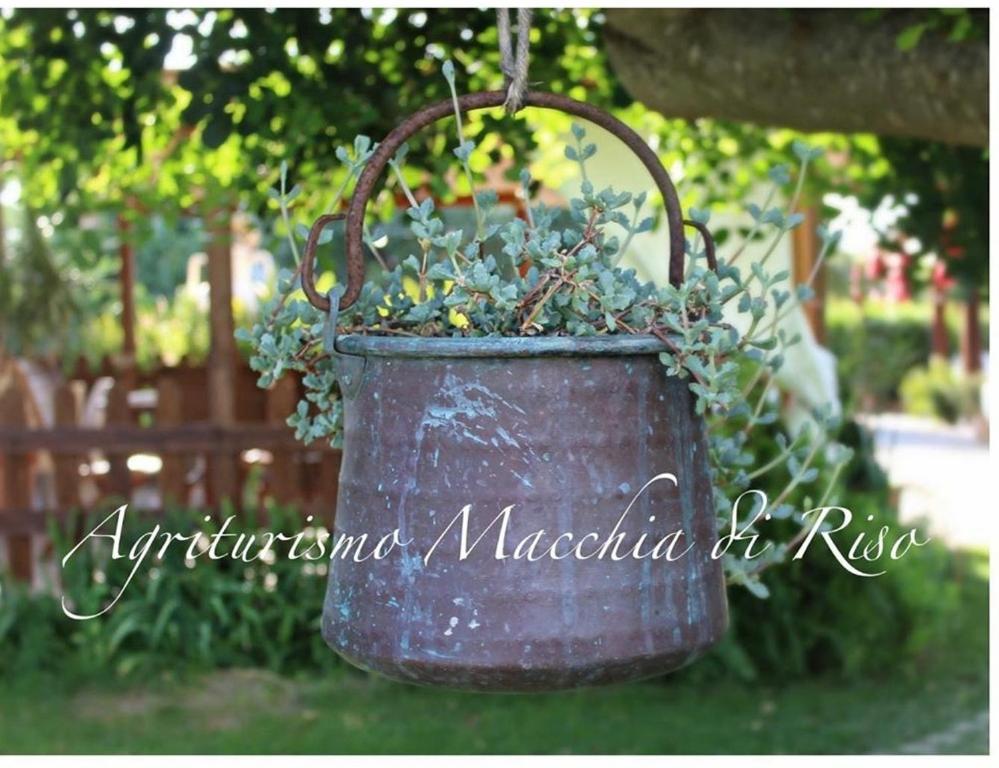an old metal bucket hanging from a tree at Agriturismo Macchia di Riso in Nova Siri Marina