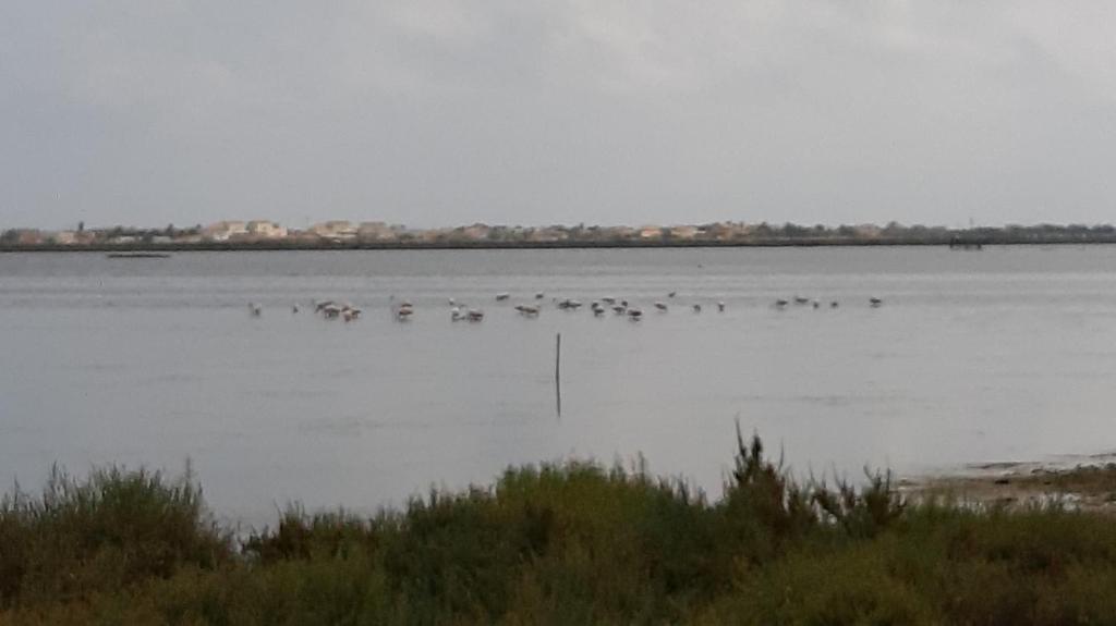 un groupe d’oiseaux assis sur l’eau dans l'établissement Mobil home Vic la Gardiole, à Vic-la-Gardiole