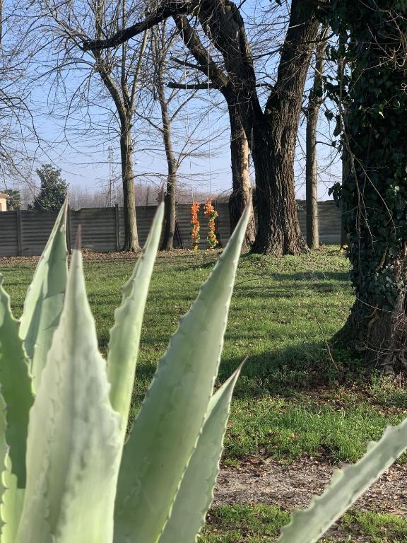 Állatok a vendégházban vagy a közelben