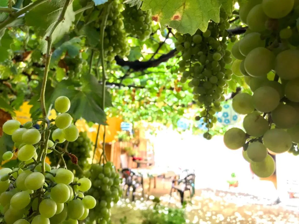 Apartment Olivar, Madrid, Spania