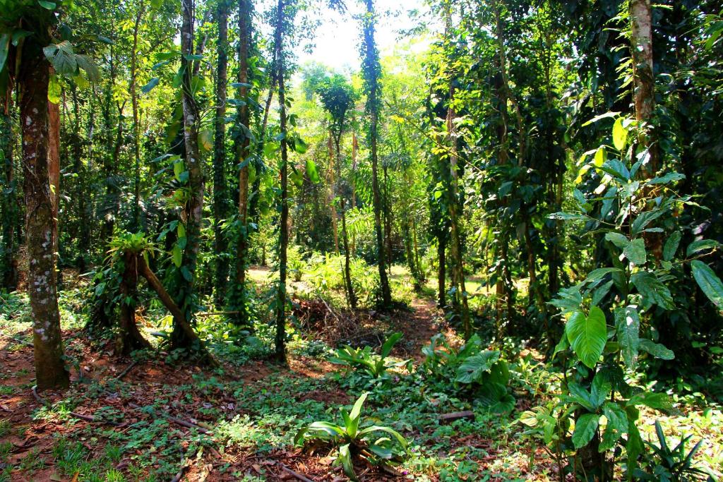  Sitio das bromelias Cachoeira do Tombador
