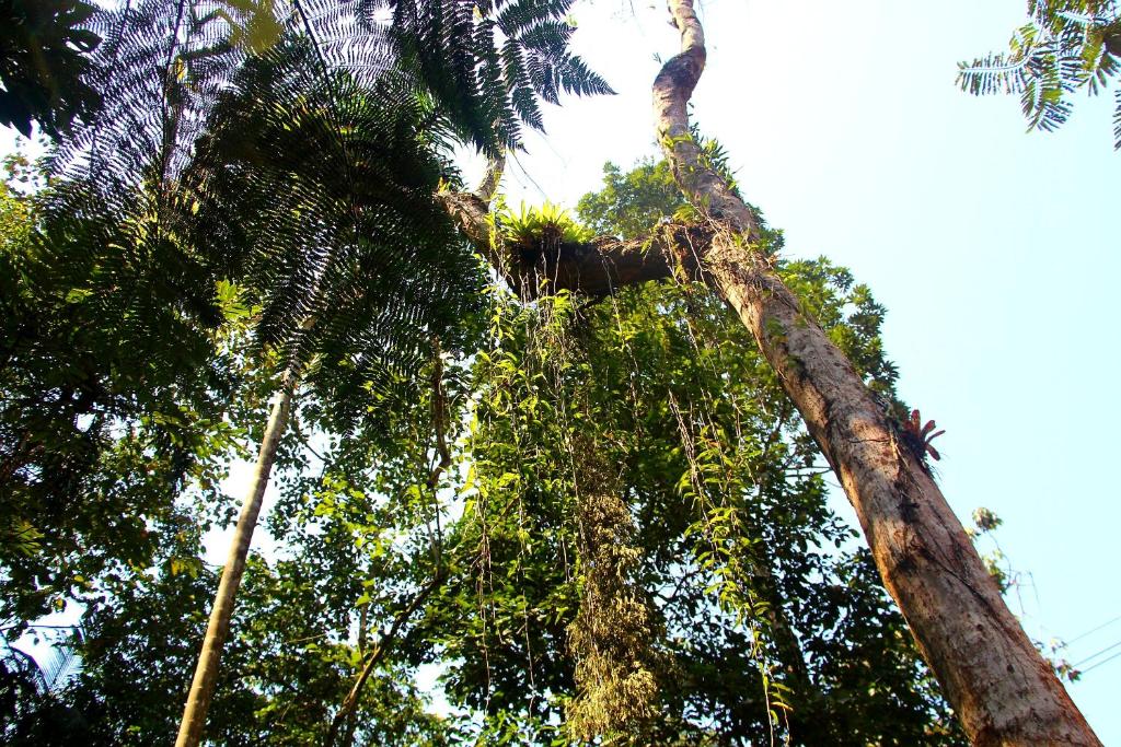  Sitio das bromelias Cachoeira do Tombador
