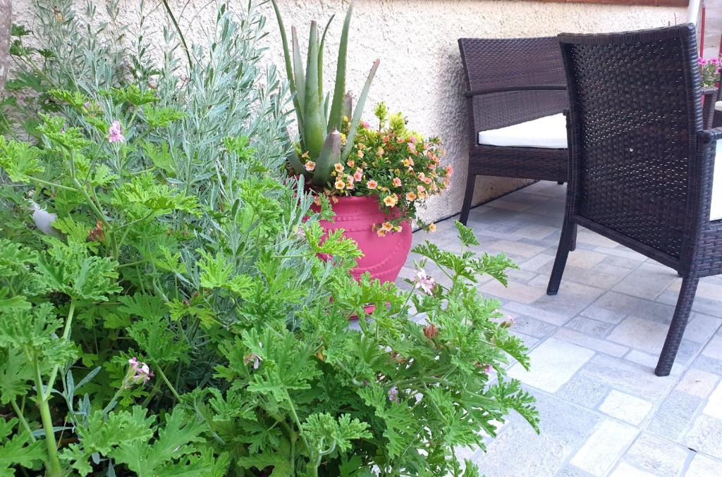 Zahrada ubytování Aloe house Lakithra
