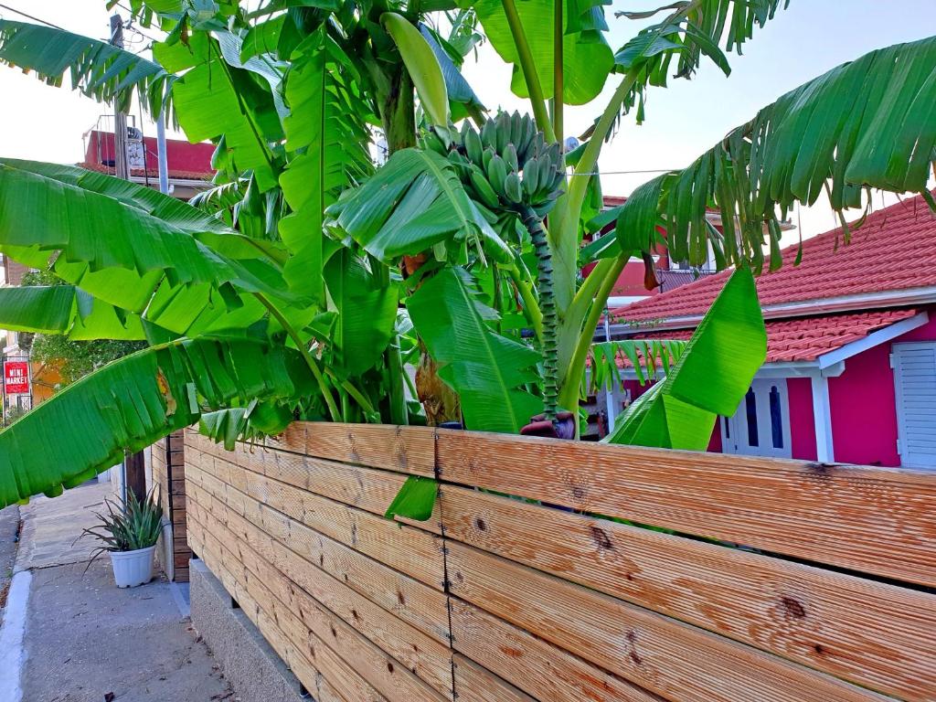 Zahrada ubytování Aloe house Lakithra