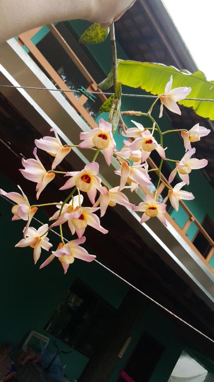  Chalés Vale do Itamambuca