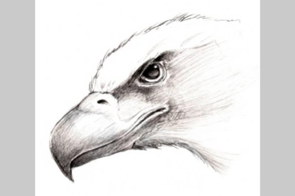 a drawing of an emu in ballpoint at Ölyv in Fertőrákos