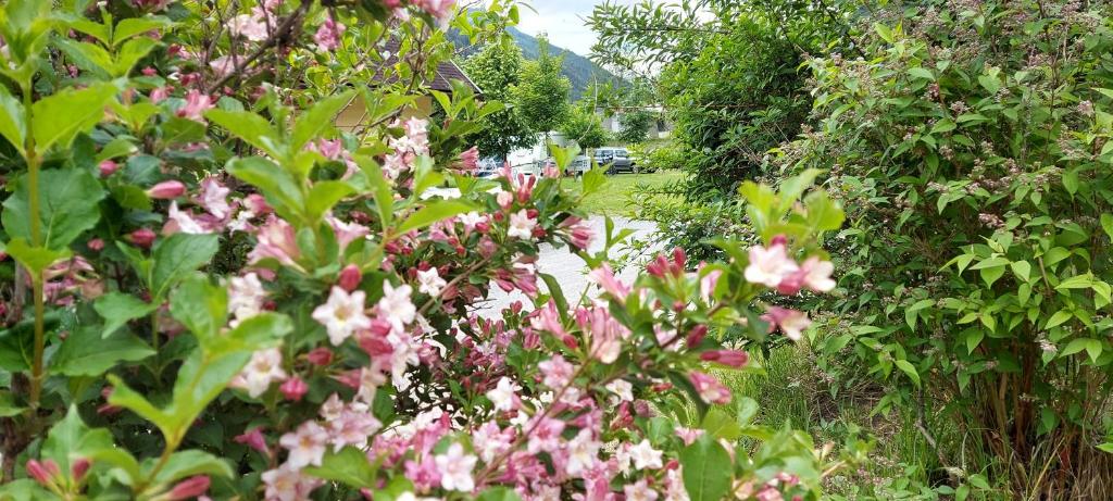 Zahrada ubytování Camping Bella Austria