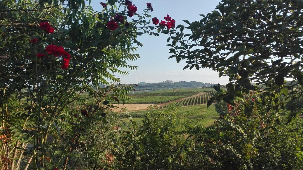 uitzicht op een wijngaard vanuit een bloemenveld bij Agriturismo La Chiesina in Abbadia di Montepulciano