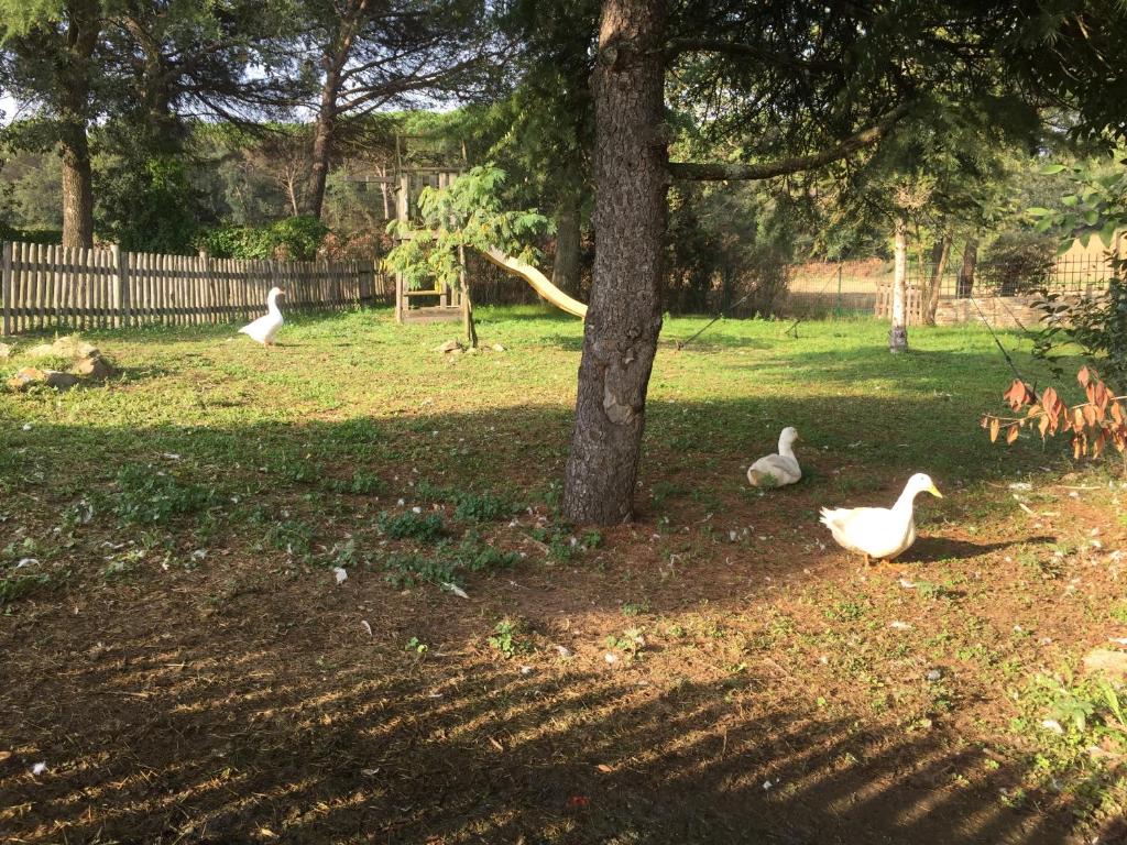 Zahrada ubytování Más Figueres