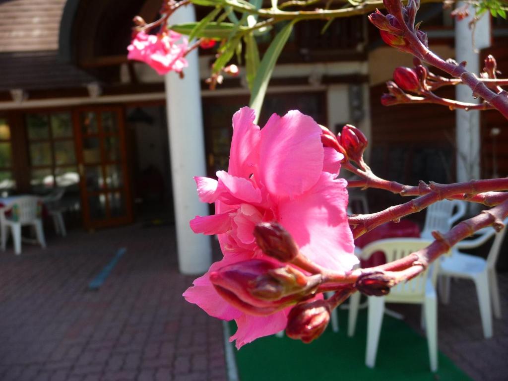 Fotografie z fotogalerie ubytování Oleander B&B v Siofoku
