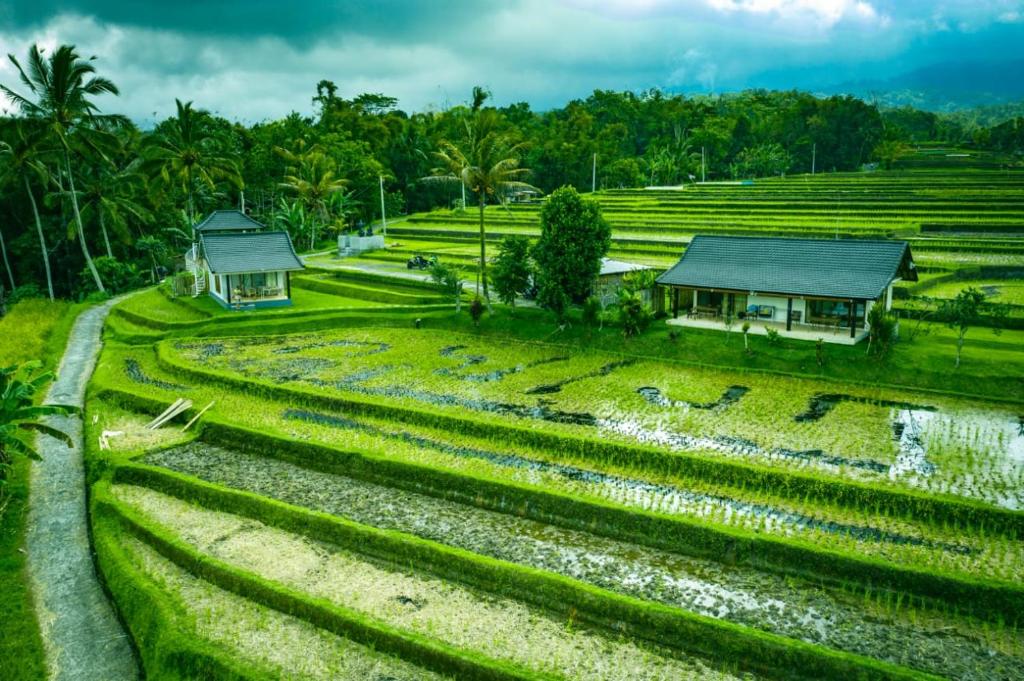 una vista aérea de un campo de arroz con casas en KUBU D'UME HOMESTAY en Jatiluwih