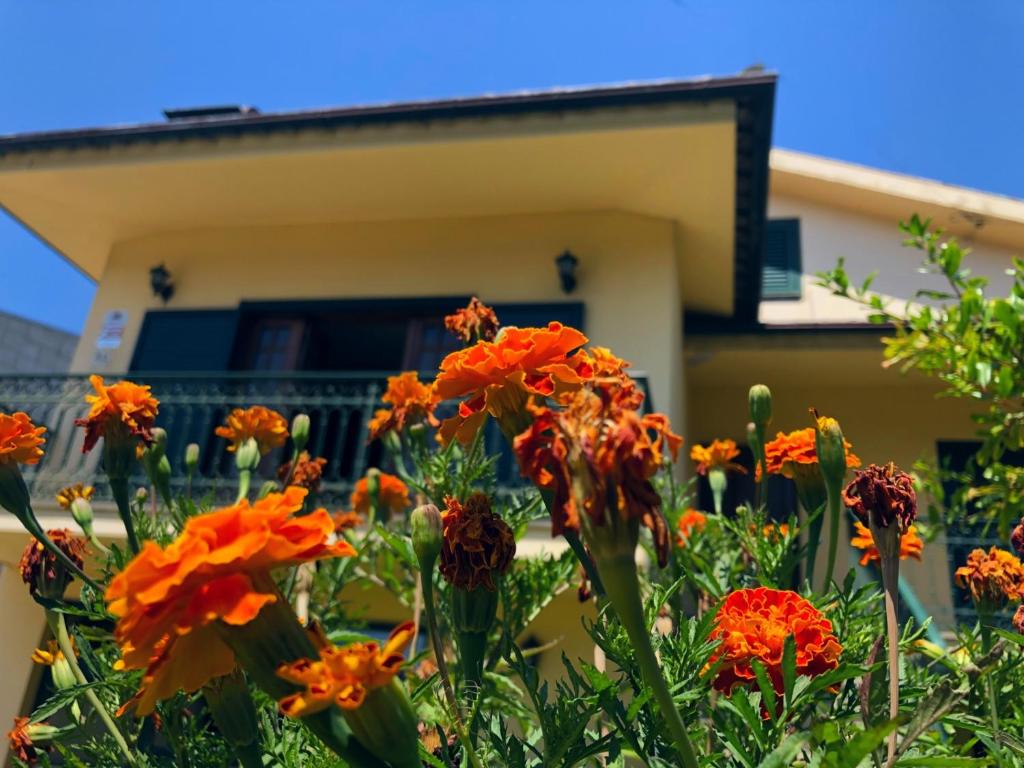 a bunch of orange flowers in front of a house at Casa São Simão in Barcelos