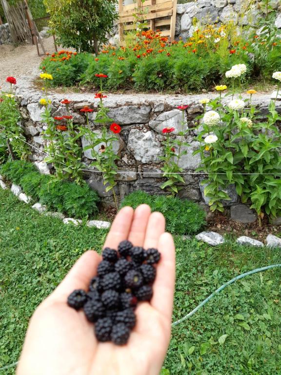 a person holding a bunch of black grapes in a garden at Guesthouse Dritan Tethorja in Theth