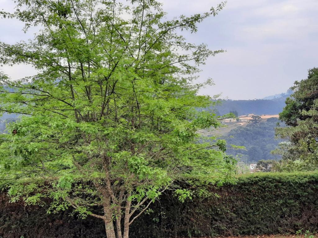  Chalé das Camélias