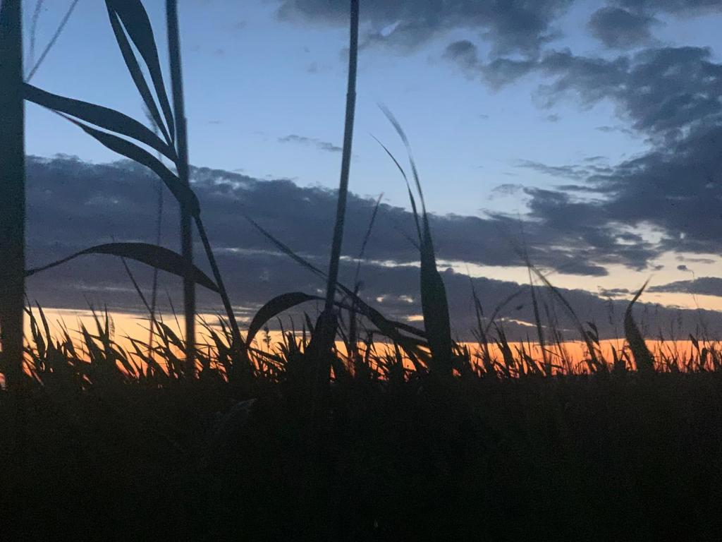 a silhouette of blades of grass in front of a sunset at Seehütte Neusiedlersee inklusive Boot in Rust