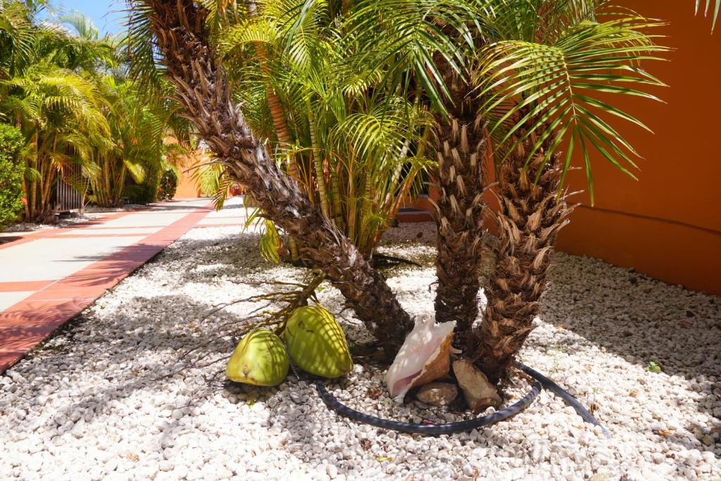 Fotografie z fotogalerie ubytování Cariñas Studio Apartments v destinaci Palm-Eagle Beach
