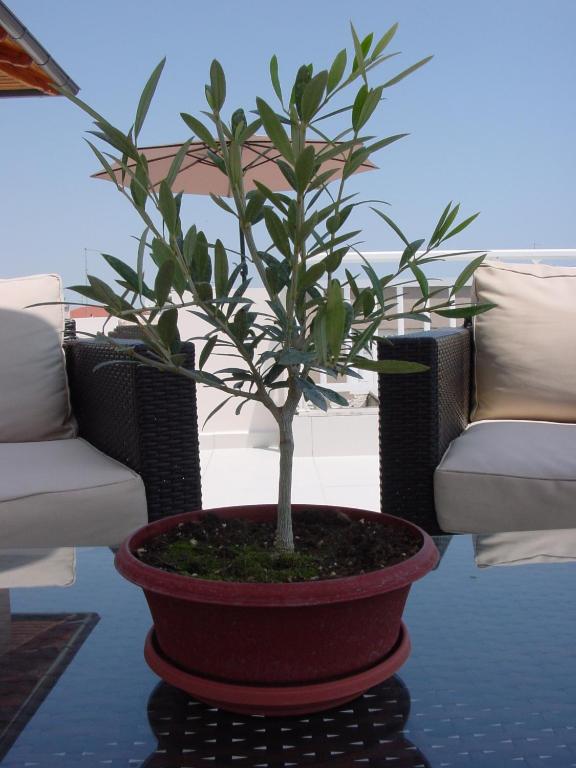 Harisis Apartments - 16