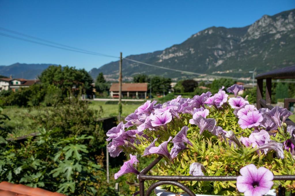 a bunch of purple flowers with mountains in the background at B&B Al Cortile del Bertolet in Pian Camuno
