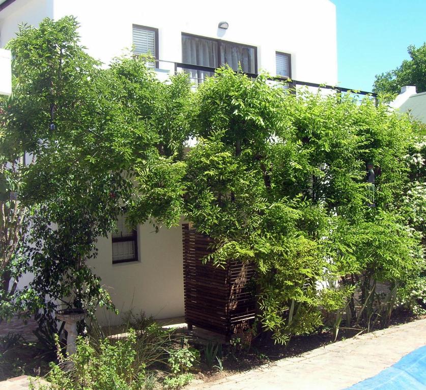 a large tree in front of a building at 16 Rhodes-North Self Catering Apartment & Studio in Stellenbosch