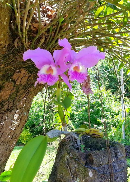  Suites Flor- Hilda
